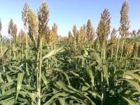 /album/tevekenyen-a-jovonkert-szoc-szov/cirok-jpg/