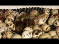 /album/tevekenyen-a-jovonkert-szoc-szov/furjecskek-jpg/