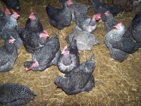 /album/tevekenyen-a-jovonkert-szoc-szov/tyuk-1-jpg/